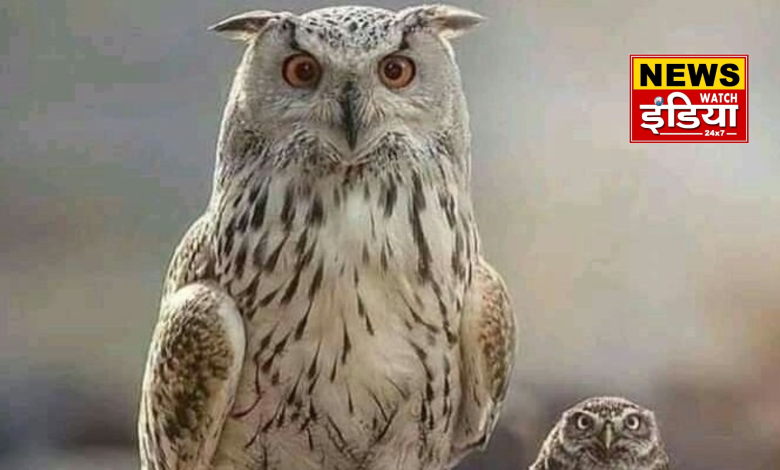 Uttarakhand Diwali 2024: Strict monitoring of forest department, intensive patrolling campaign started to stop smuggling of owls on Diwali.