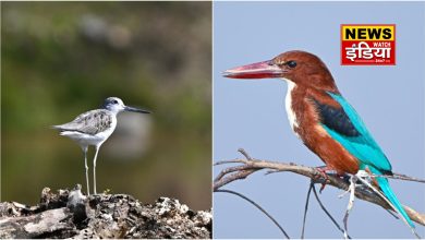 Big initiative to promote bird watching in Uttarakhand: New dimensions of tourism