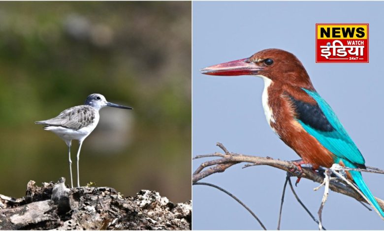 Big initiative to promote bird watching in Uttarakhand: New dimensions of tourism