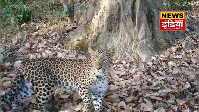 Leopard terror in Uttarakhand forests: Leopard terror in the forests of Uttarakhand, forest department increased patrolling