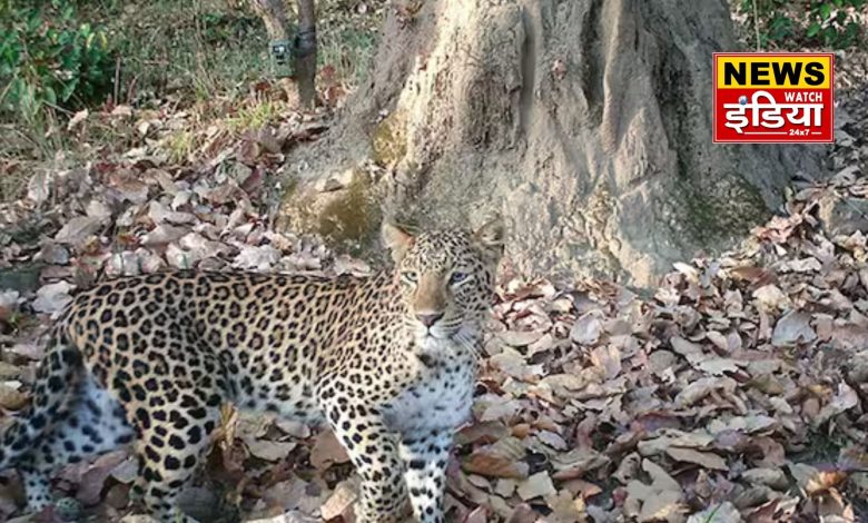 Leopard terror in Uttarakhand forests: Leopard terror in the forests of Uttarakhand, forest department increased patrolling