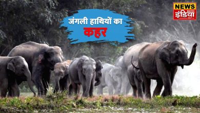 Wild Elephant In Haridwar: Terror of wild elephant in Haridwar: Gajraj suddenly came to the liquor shop, stampede occurred