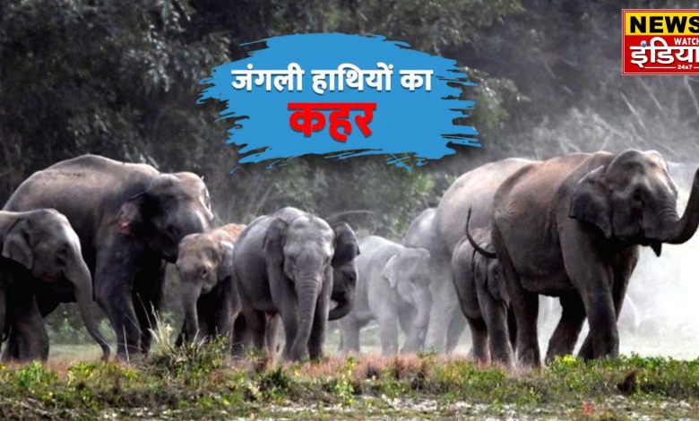 Wild Elephant In Haridwar: Terror of wild elephant in Haridwar: Gajraj suddenly came to the liquor shop, stampede occurred