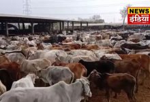 Cows died in Roorkee's Gaushala: 19 cows died in Roorkee's Gaushala, Hindu organization protested strongly, demand for investigation raised