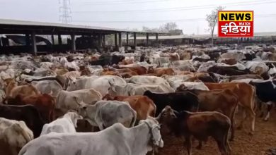 Cows died in Roorkee's Gaushala: 19 cows died in Roorkee's Gaushala, Hindu organization protested strongly, demand for investigation raised