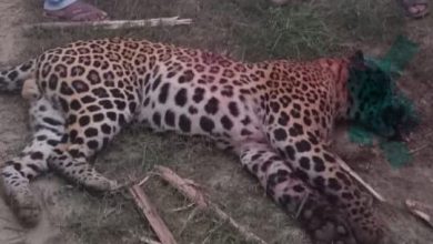 UP Bijnor News: Leopard dies in a fight between farmer and leopard