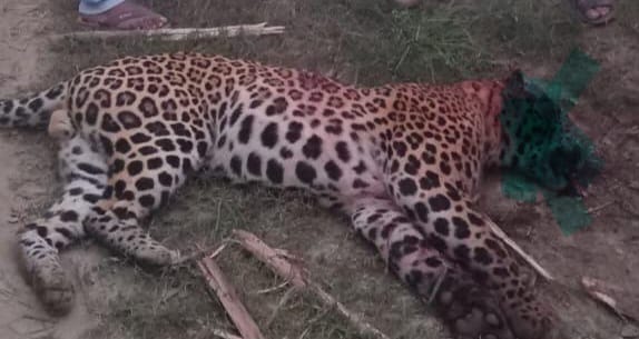 UP Bijnor News: Leopard dies in a fight between farmer and leopard