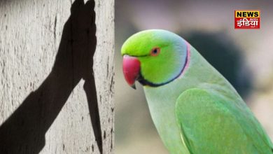 UP Crime News: How the parrot took revenge for the murder of its mistress, this is how it revealed the secret of the criminal