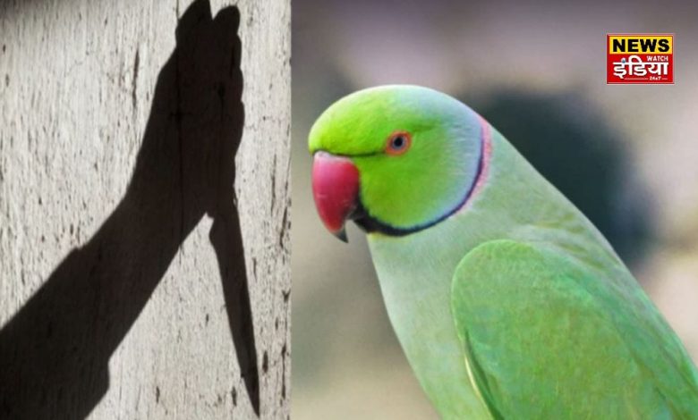 UP Crime News: How the parrot took revenge for the murder of its mistress, this is how it revealed the secret of the criminal