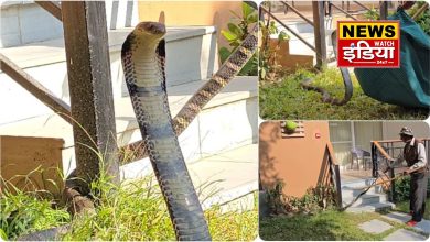 15 feet king cobra found in a resort in Ramnagar, tourists in panic