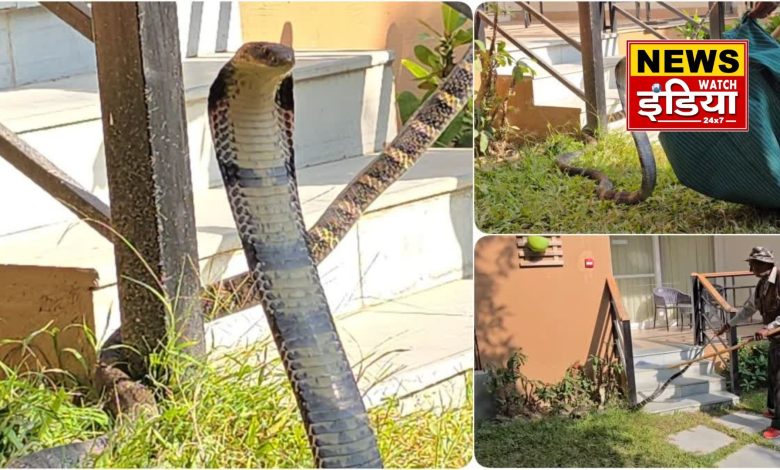 15 feet king cobra found in a resort in Ramnagar, tourists in panic