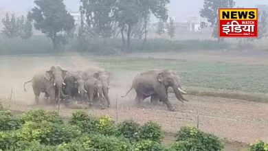 Elephants create havoc in Gadowali village: Elephants create havoc in Gadowali village of Haridwar, forest department's arrangements are inadequate