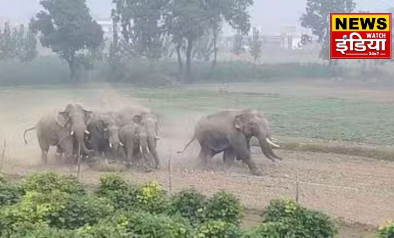 Elephants create havoc in Gadowali village: Elephants create havoc in Gadowali village of Haridwar, forest department's arrangements are inadequate