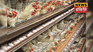 India's first cage-free egg production training centre to be set up in Uttar Pradesh