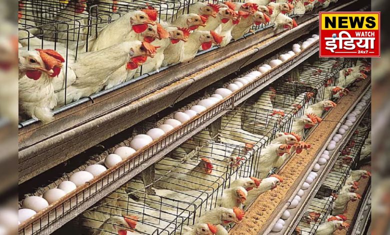 India's first cage-free egg production training centre to be set up in Uttar Pradesh