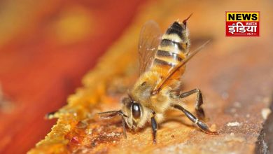 Bee attack in Roorkee: Former soldier dies in Roorkee due to bee attack, fear and mourning spread in the area