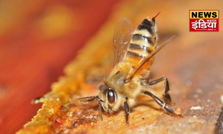 Bee attack in Roorkee: Former soldier dies in Roorkee due to bee attack, fear and mourning spread in the area