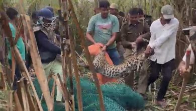 UP Bijnor News: Leopard caught from sugarcane field by putting their lives at risk