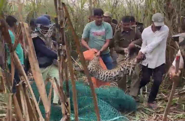 UP Bijnor News: Leopard caught from sugarcane field by putting their lives at risk