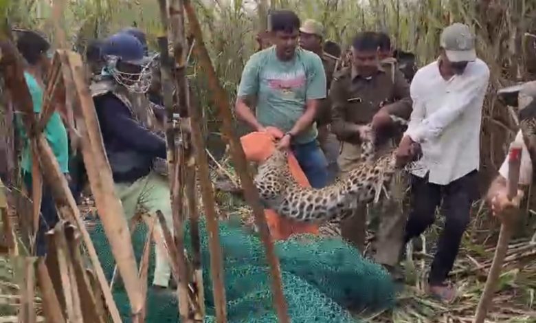 UP Bijnor News: Leopard caught from sugarcane field by putting their lives at risk