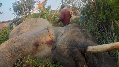 UP Bijnor News: An elephant died after colliding with a train, causing a stir in the forest department