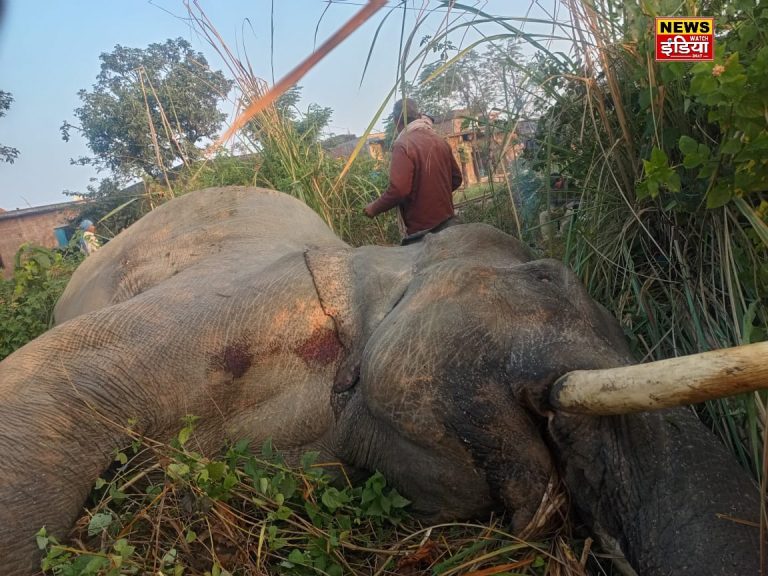 UP Bijnor News: An elephant died after colliding with a train, causing a stir in the forest department