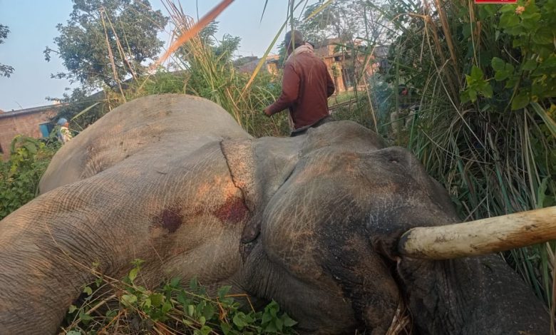 UP Bijnor News: An elephant died after colliding with a train, causing a stir in the forest department