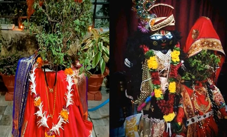 Tulsi Marriage: Today is Tulsi Marriage, Tulsi's relation with Lord Vishnu.