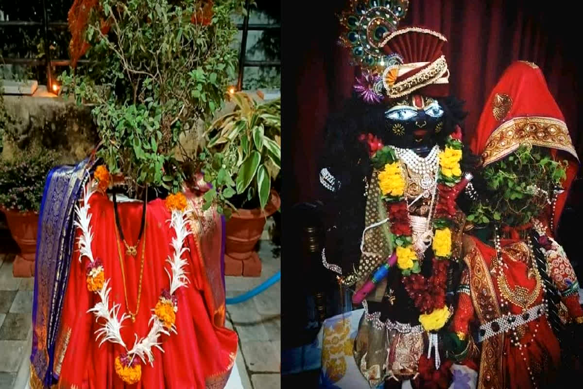 Tulsi Marriage: Today is Tulsi Marriage, Tulsi's relation with Lord Vishnu.