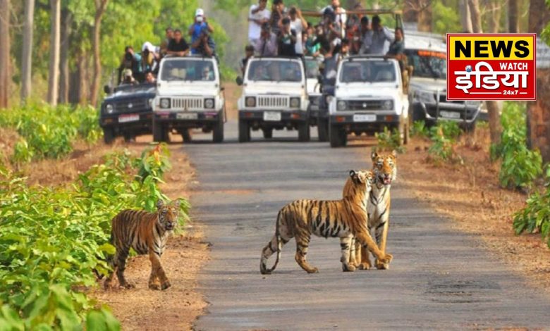 New attraction of Corbett National Park in Ramnagar: 'Chandni Eco Tourism Zone' is going to open in Belpadav.