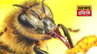 wasp attack: Two innocent children died tragically, a child and two women were injured in wasp attack.