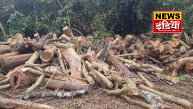 Uproar over felling of trees in Surai forest range, Deputy Leader of Opposition Bhuvan Kapri made serious allegations against the forest department.