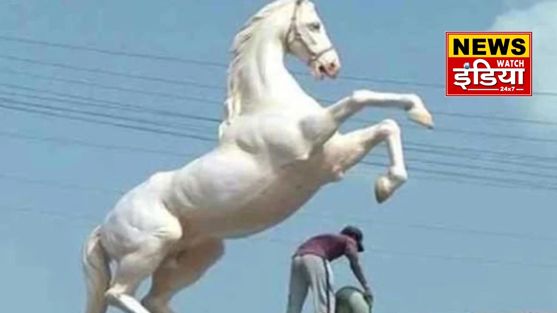 Shaktiman horse death case: Uttarakhand High Court reserves verdict on petition seeking punishment