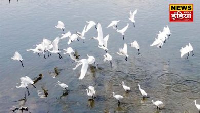 Foreign birds camp in the reservoirs, becoming a center of attraction for people