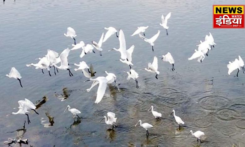 Foreign birds camp in the reservoirs, becoming a center of attraction for people