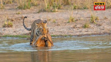 Corbett National Park: Tiger hunted deer, tourists captured the horrifying scene on mobile