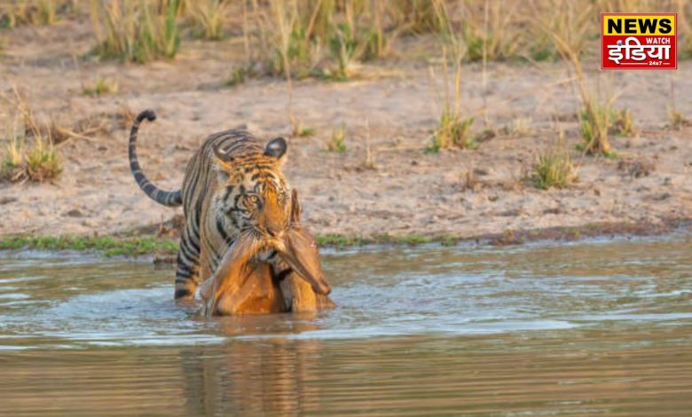 Corbett National Park: Tiger hunted deer, tourists captured the horrifying scene on mobile