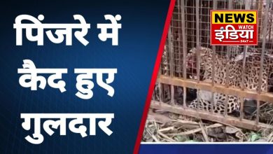 Leopard, which had become synonymous with terror, was caught in a cage in Silauti village of Nainital, villagers got relief