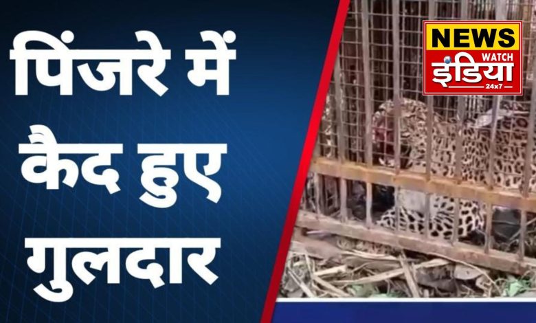 Leopard, which had become synonymous with terror, was caught in a cage in Silauti village of Nainital, villagers got relief