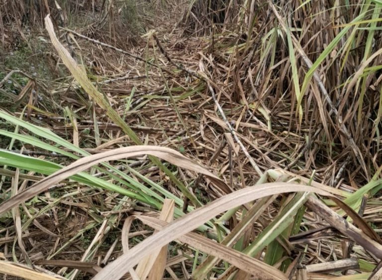 UP Bijnor News: Farmers are troubled by elephants, they are destroying the crops nurtured by the hard work of farmers