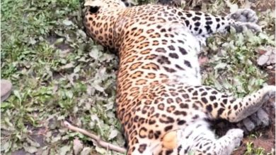 UP Bijnor News: Death of leopard causes panic among forest department officials