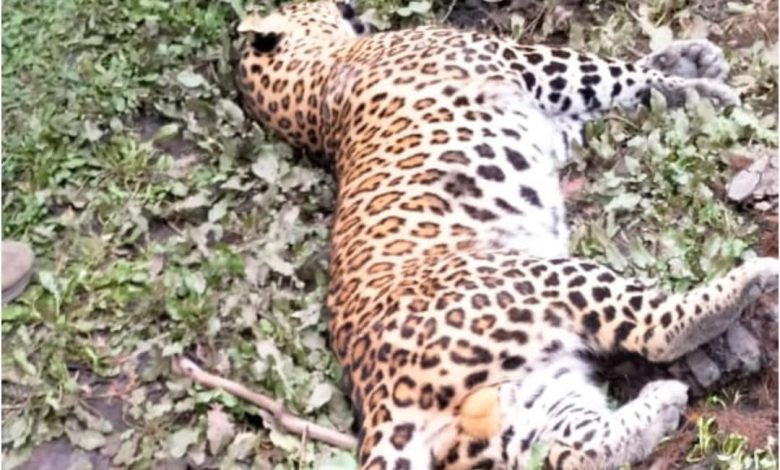 UP Bijnor News: Death of leopard causes panic among forest department officials