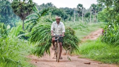 PM Fasal Bima Yojana: Modi cabinet gave a gift to the farmers, increased the allocation of PM Fasal Yojana