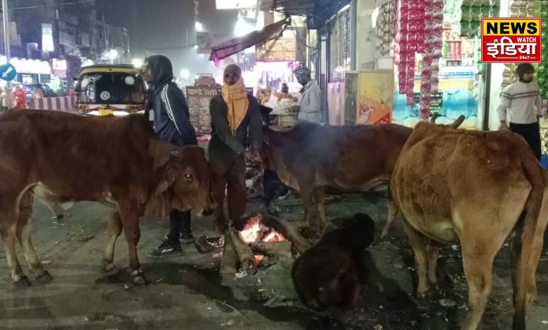 Cold wave in Terai region: Public life affected, both humans and animals troubled