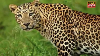 LEOPARD DEATH IN RISHIKESH: Painful death of female leopard on Haridwar-Rishikesh railway track, case registered against railway