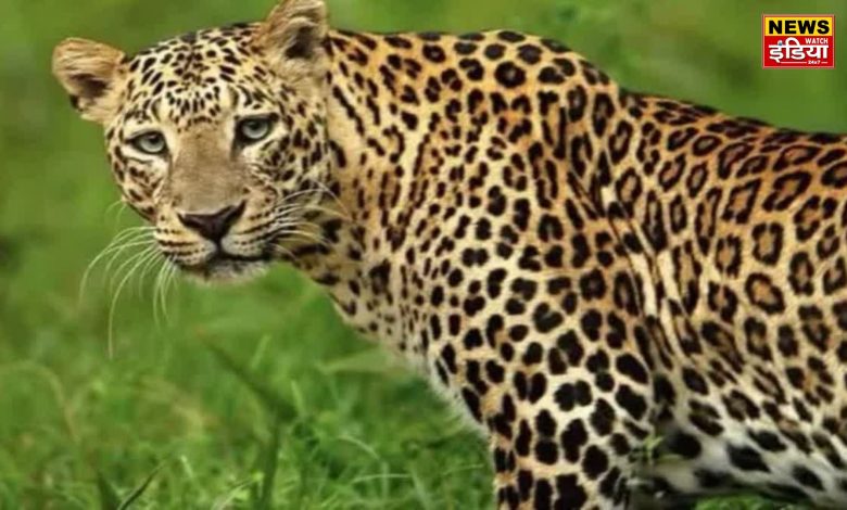 LEOPARD DEATH IN RISHIKESH: Painful death of female leopard on Haridwar-Rishikesh railway track, case registered against railway