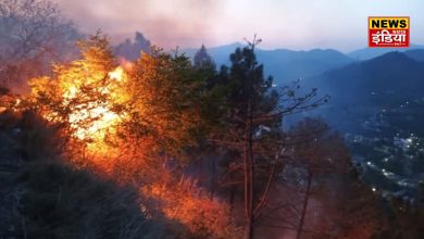 Price of Pirol increased 3 times in Uttarakhand, government's big decision to prevent forest fire