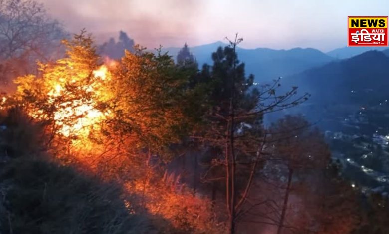 Price of Pirol increased 3 times in Uttarakhand, government's big decision to prevent forest fire