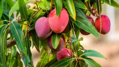 The world's most expensive mango is now available in India too, know its speciality