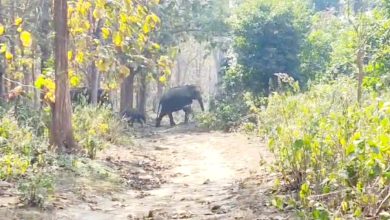 UP Bijnor News: Bijnor DFO started fire line work for the protection of wildlife and forests